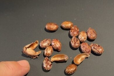 Non solo ricina: anche i semi sono velenosi, li ha usati Agatha Christie  