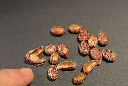 Non solo ricina: anche i semi sono velenosi, li ha usati Agatha Christie  