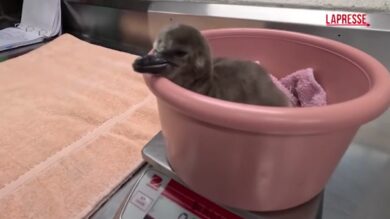 Usa, la nascita di due pulcini di pinguino allo zoo dell'Oregon
