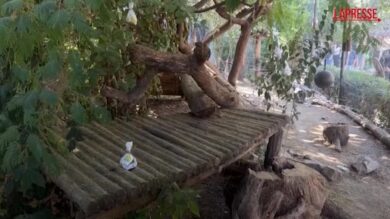 Cile, gli animali dello Zoo Buin festeggiano la Pasqua con uova e prelibatezze