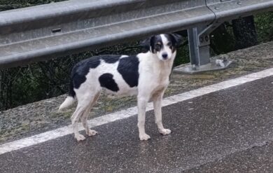 Sardegna, il Comune di Teulada vieta di dare cibo e acqua a una cagnolina abbandonata: è polemica