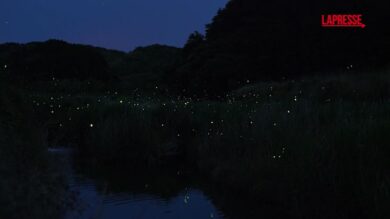 Le lucciole illuminano la contea cinese di Qingshen: lo spettacolo è ipnotico