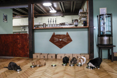 Perché i gatti smettono di mangiare: la risposta è nell’odore