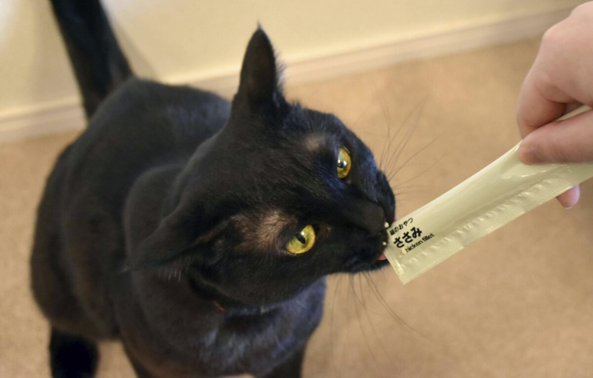 Perché i gatti smettono di mangiare: la risposta è nell’odore