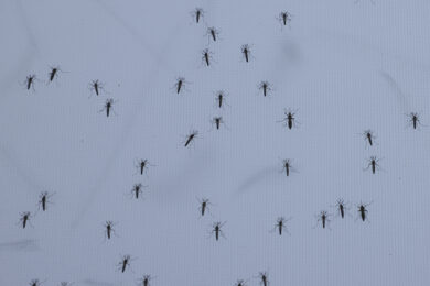 Dengue in Italia, numeri e sintomi di una malattia favorita da viaggi e cambiamenti climatici