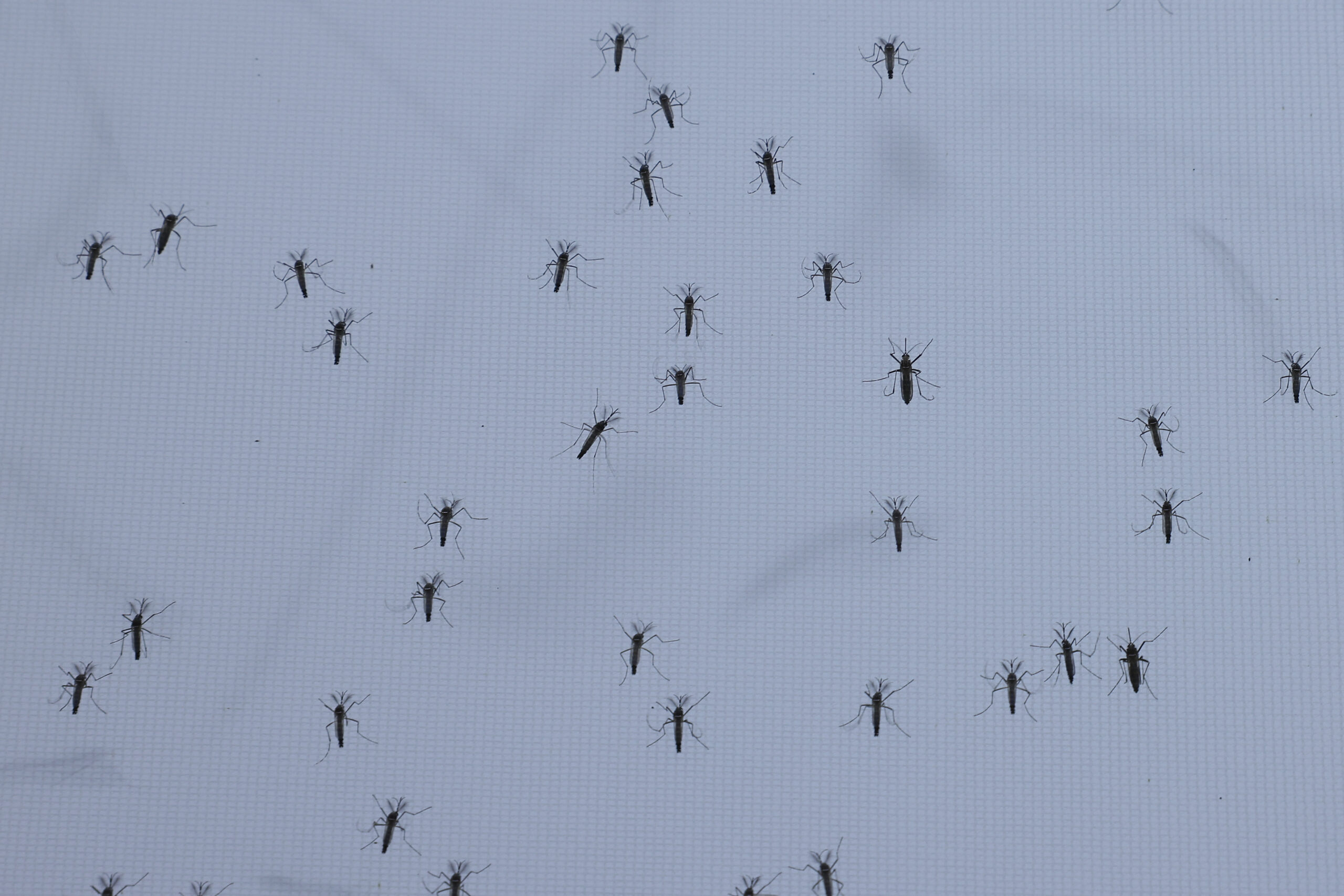 Dengue in Italia, numeri e sintomi di una malattia favorita da viaggi e cambiamenti climatici