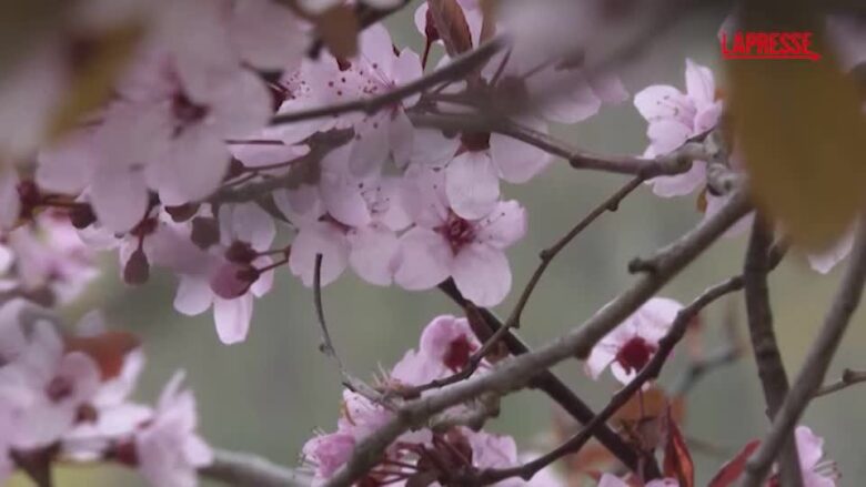 Berlino, sugli alberi sbocciano i fiori di ciliegio rosa