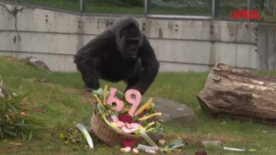 Germania, Fatou compie 69 anni: è il gorilla più anziano in cattività