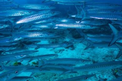 Nodavirus dai crostacei all’uomo, cosa sappiamo e il rischio per gli occhi