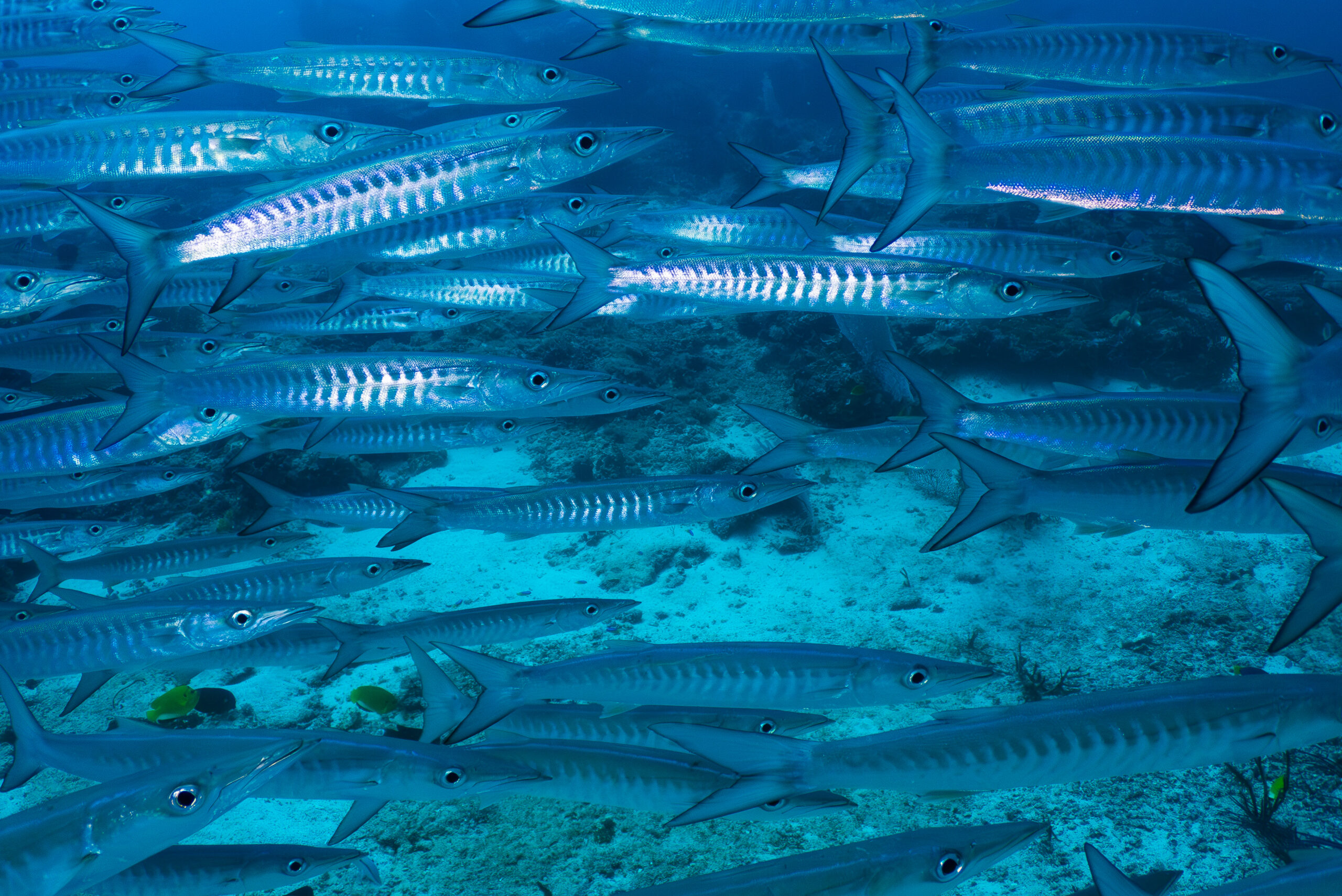 Nodavirus dai crostacei all’uomo, cosa sappiamo e il rischio per gli occhi