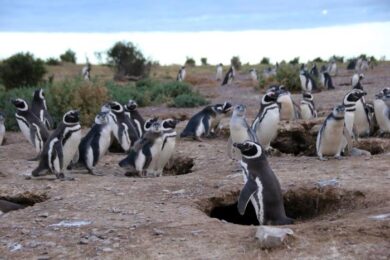 Pinguini sentinelle dell’ambiente: come hanno rilevato Pfas e inquinanti in Patagonia