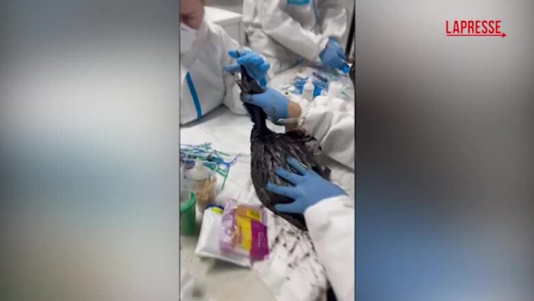Russia, fuoriuscita di petrolio nel Mar Nero: i volontari puliscono gli animali