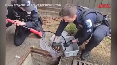 Anatroccoli in un tombino salvati dalla polizia Usa: i piccoli si ricongiungono con la madre