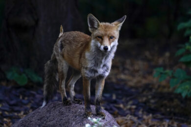 Antibiotici e superbatteri, volpi e uccelli ‘sentinelle’ per l’uomo e l’ambiente