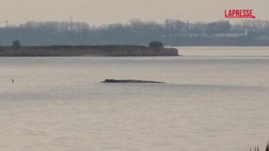 Germania, le operazioni per liberare la balena spiaggiata