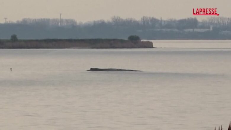 Germania, le operazioni per liberare la balena spiaggiata