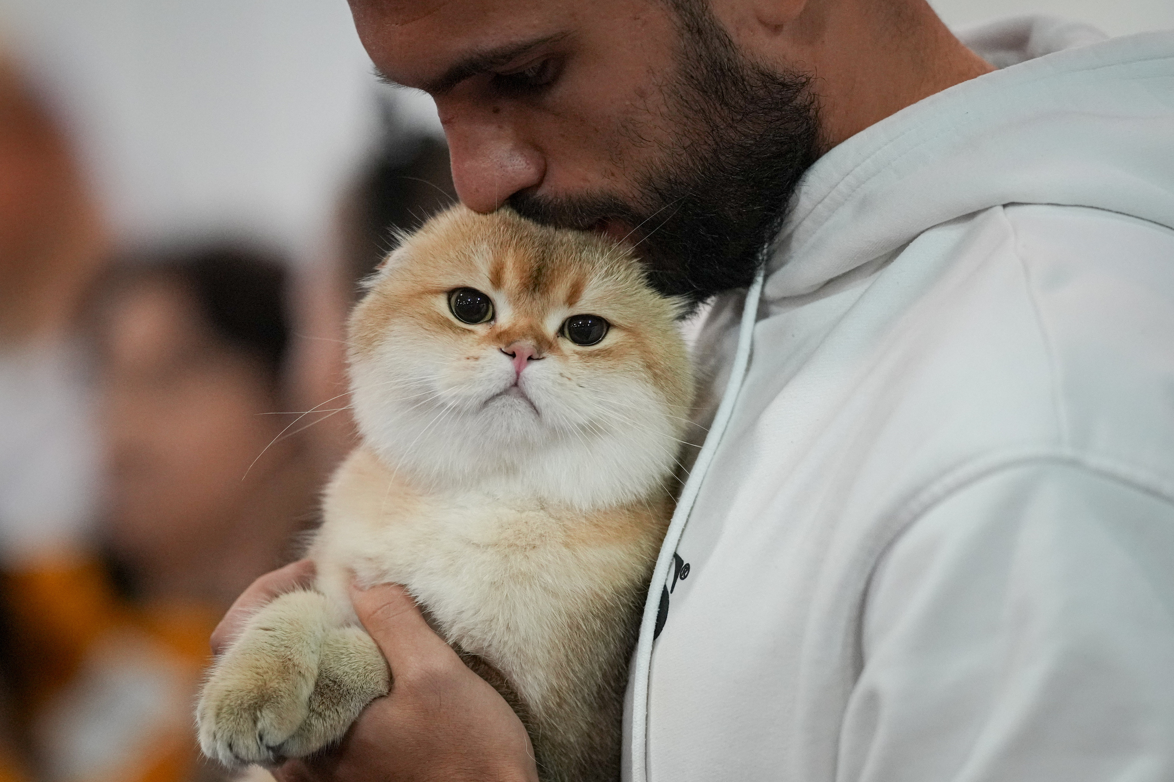 Primo vaccino a Rna per gatti in arrivo in Europa, efficace contro 5 patogeni