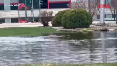Straripa fiume in Wisconsin, storione nuota in un parcheggio allagato