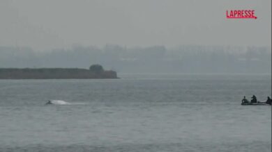 Germania, proseguono le operazioni di soccorso per salvare la balena Timmy