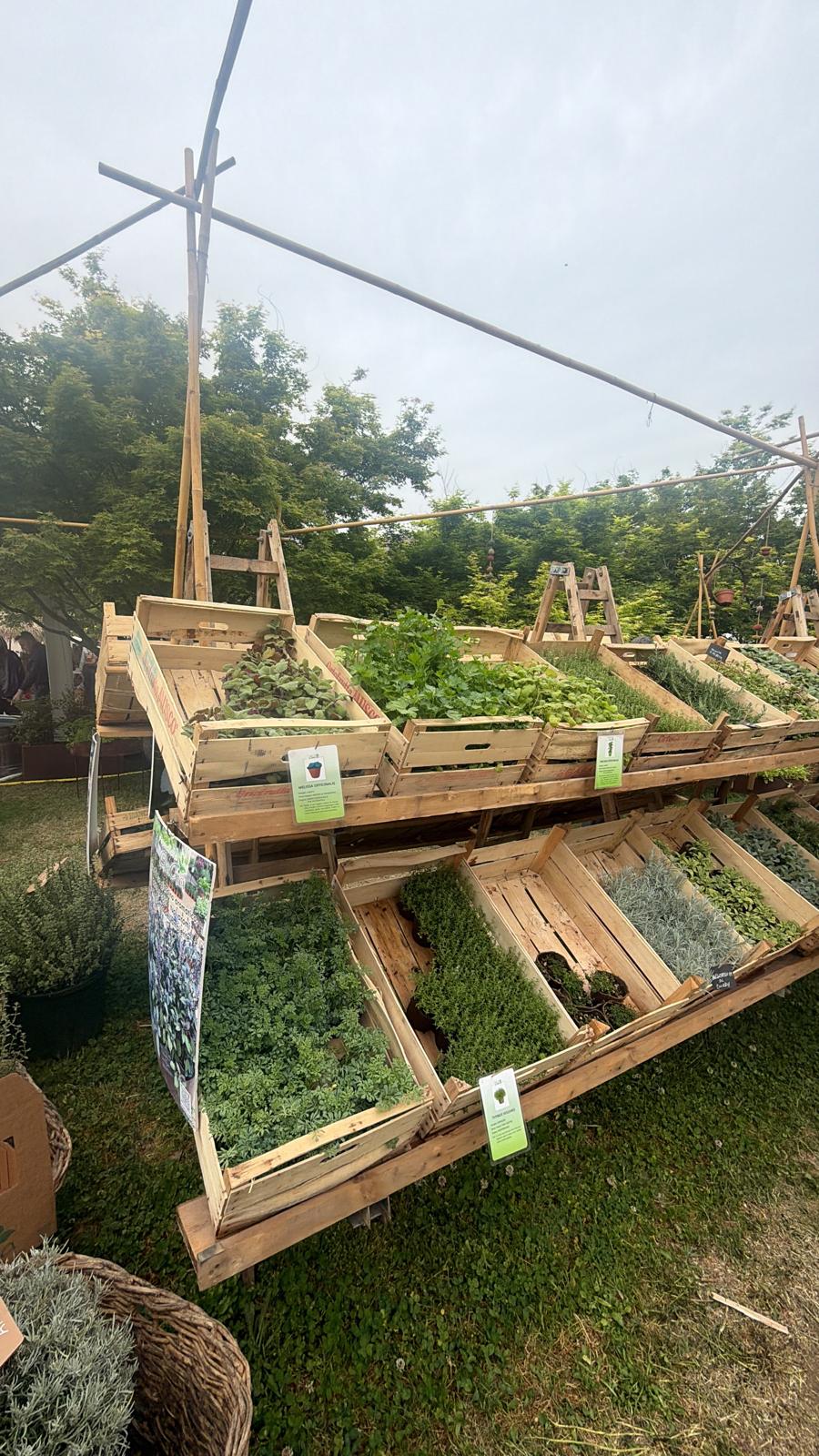 Dal giardino al piatto: fiori e piante commestibili alleati di salute