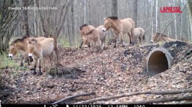 Ucraina, la nuova vita di Chernobyl: animali e foreste riconquistano il territorio