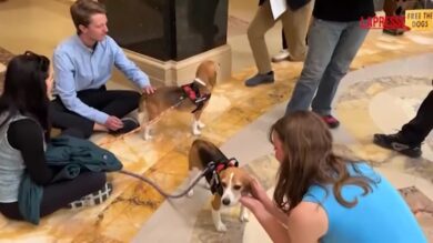 Usa, animalisti protestano in Wisconsin per la liberazione dei beagle