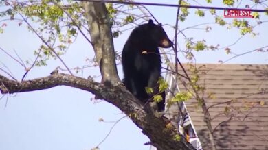 New York, la polizia salva un orso bloccato su un albero: le immagini