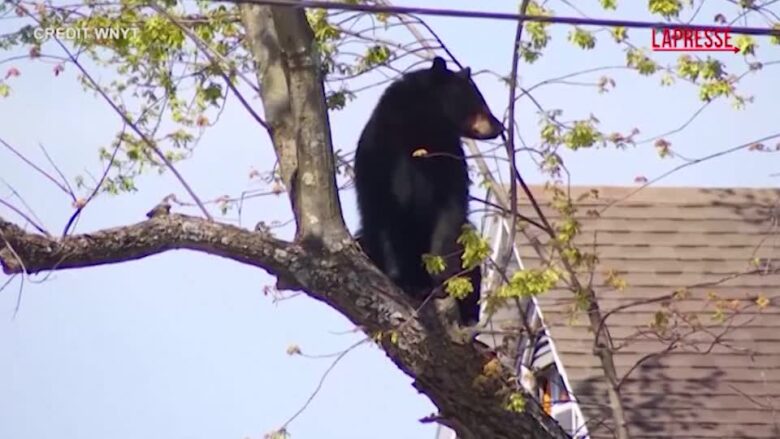 New York, la polizia salva un orso bloccato su un albero: le immagini