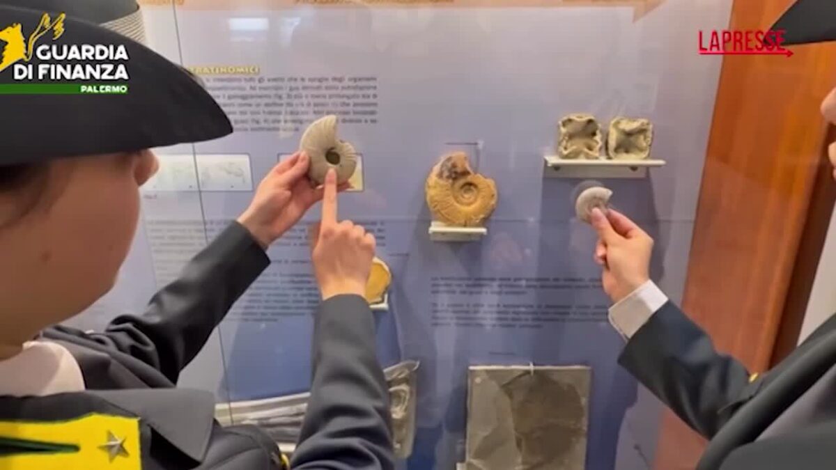 Palermo, Gdf sequestra 17 reperti fossili risalenti a 50 milioni di anni fa