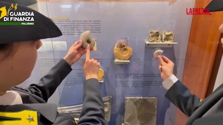 Palermo, Gdf sequestra 17 reperti fossili risalenti a 50 milioni di anni fa