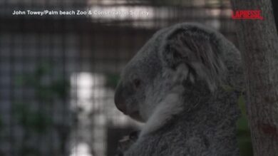 Florida, lo zoo di Palm Beach dà il benvenuto a un cucciolo di koala