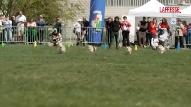 Praga, la gara di velocità tra 150 corgi: "battuto" il record di Bolt