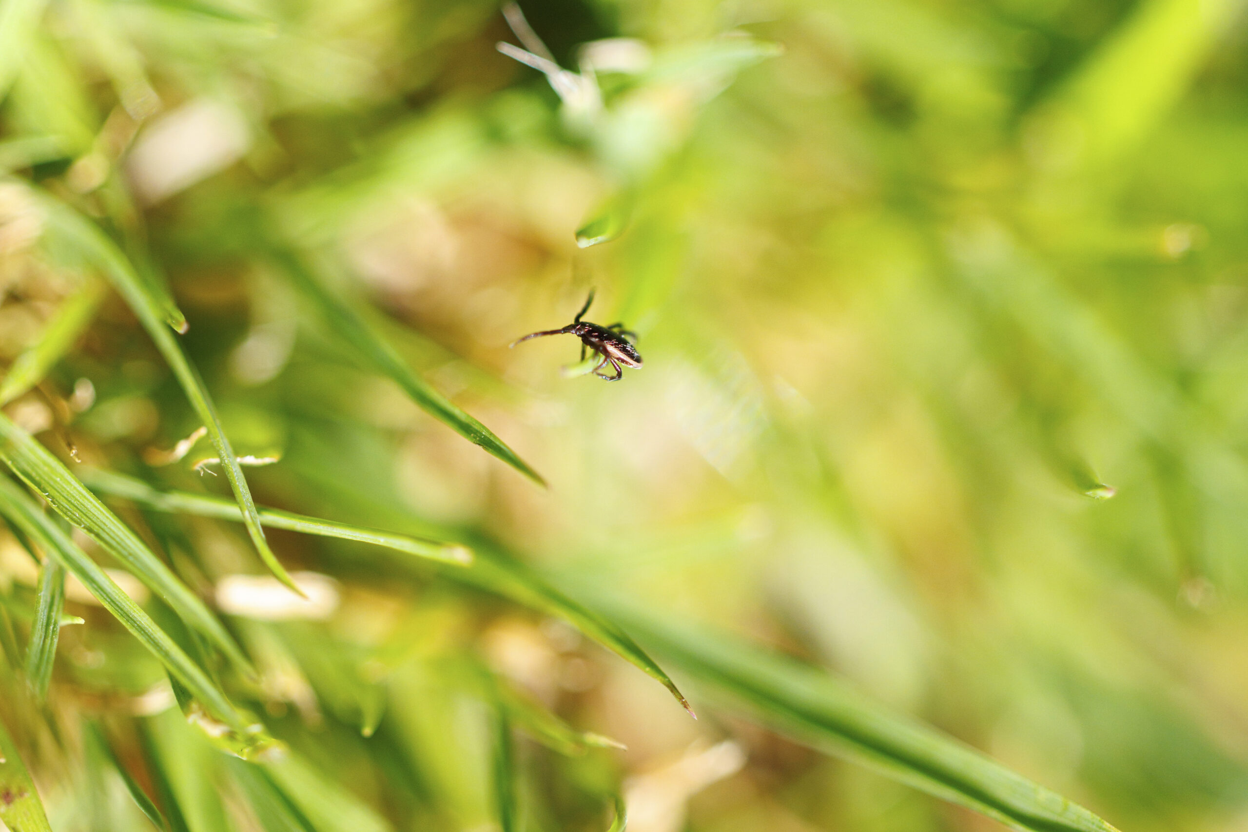 Col caldo arrivano le zecche, i consigli per proteggere i bambini