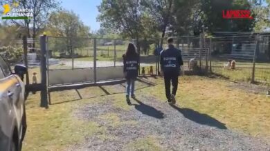 Pisa, sequestrato un allevamento illegale di barboncini