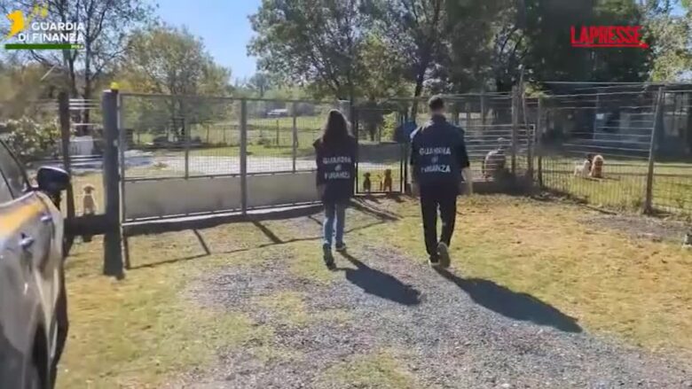Pisa, sequestrato un allevamento illegale di barboncini