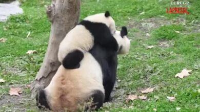 Cina, mamma panda Su Jin gioca teneramente con il suo cucciolo
