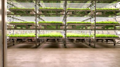 Nuovi nutraceutici botanici, nasce l’asse Cultipharm–Zambon