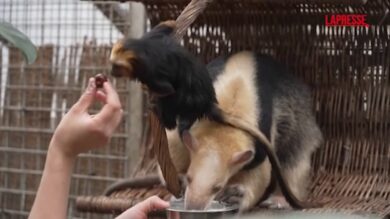 Ungheria, allo zoo di Budapest è nata un'insolita amicizia tra una scimmietta e un formichiere