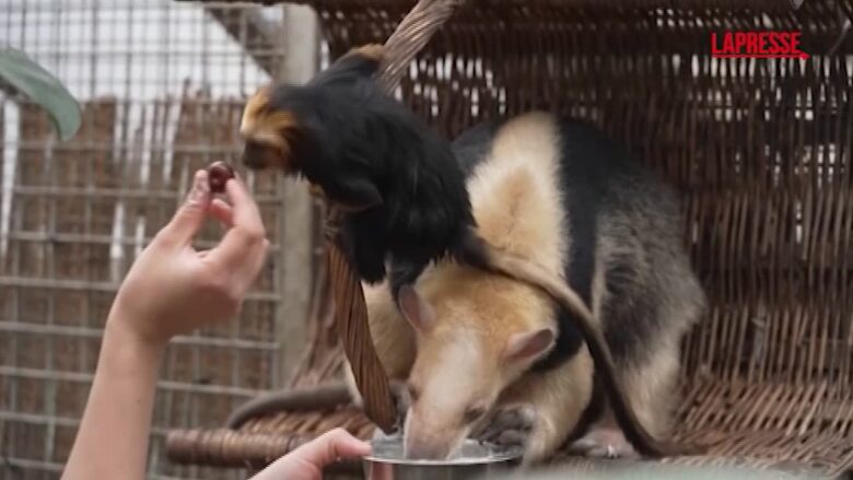 Ungheria, allo zoo di Budapest è nata un'insolita amicizia tra una scimmietta e un formichiere