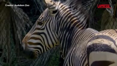 Animali, allo zoo di New Orleans le rarissime zebre di montagna Hartmann: ne restano solo 80 nel mondo