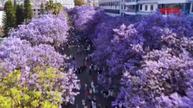 Cina, jacaranda in fiore a Xichang: la città si trasforma in un mare fiabesco blu-viola