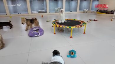 Cina, a Chengdu tutti vanno pazzi per l'asilo per cani: dallo scuolabus alle merende personalizzate