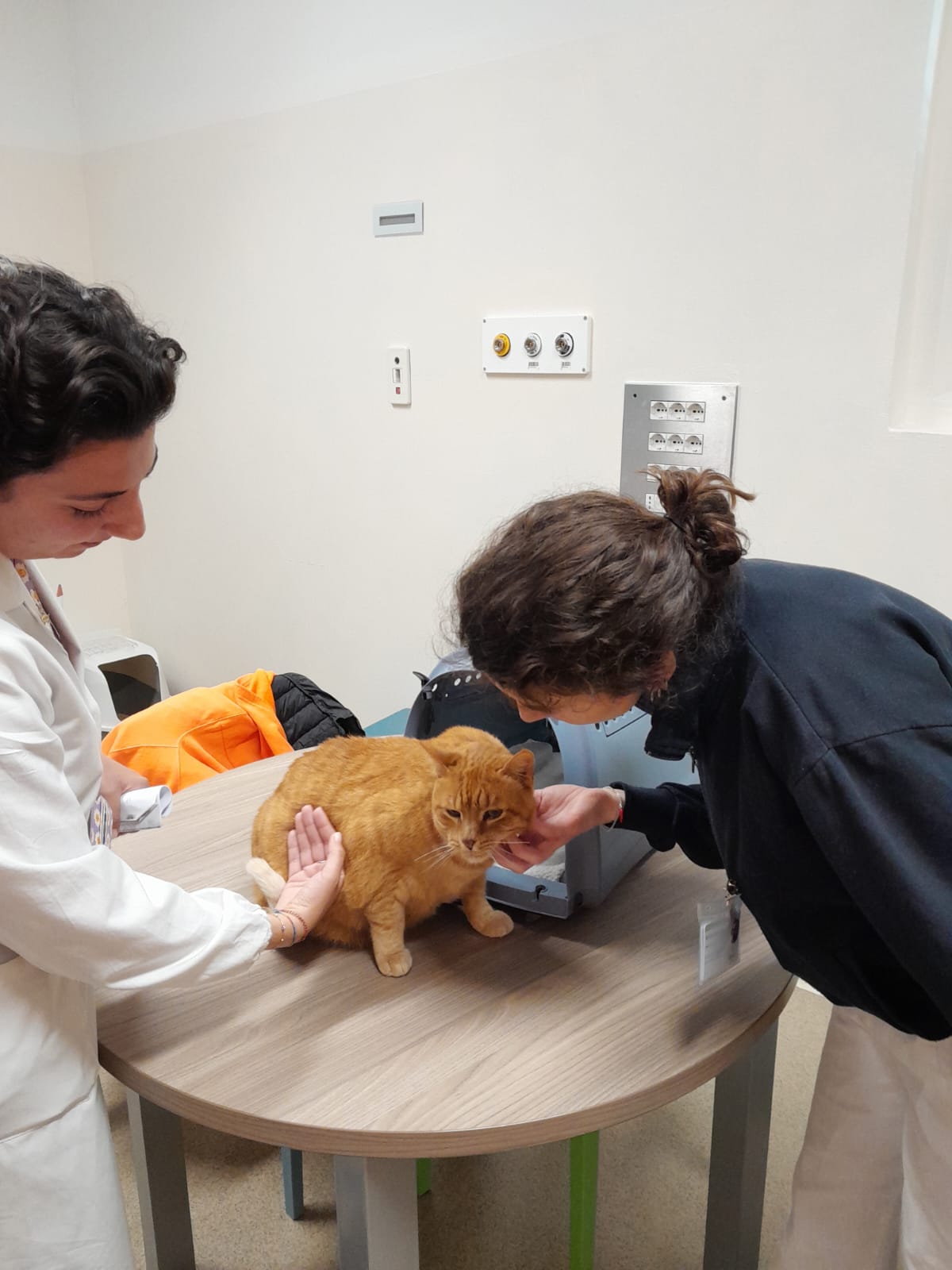 Gatto in ospedale, al Meyer la scommessa sul ‘teorema di Pitagora’