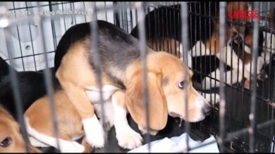 Usa, 1.500 beagle liberati da una struttura di ricerca nel Wisconsin