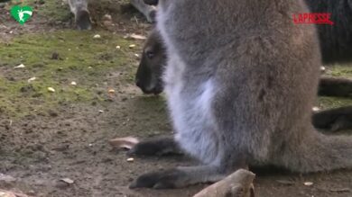 Roma, al Bioparco è nato un canguro di Bennett: il cucciolo si affaccia dal marsupio
