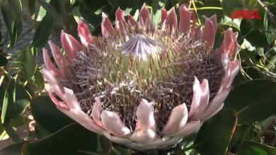 Città del Capo, viaggio nel Parco di Table Mountain, dove i fiori estinti tornano a vivere