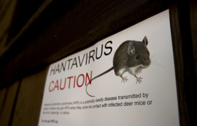 Hantavirus sulla nave da crociera, cosa sappiamo e 2 ipotesi in campo