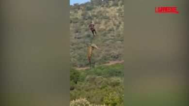 Sudafrica, un coccodrillo recuperato e trasferito in elicottero per cercare resti umani nel fiume