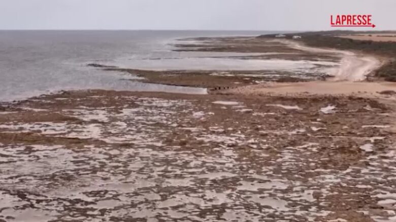 Australia, a Port Lincoln la fioritura delle alghe causa la morte di oltre 5.000 tonni