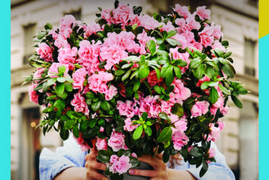 Azalea della Ricerca in 4.000 piazze contro i tumori delle donne